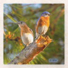 040 Bluebird Courtship 4x4 Glass Coaster