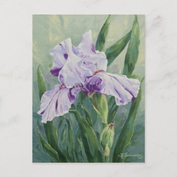 0440 Purple Streaked Iris Postcard by RuthGarrison at Zazzle