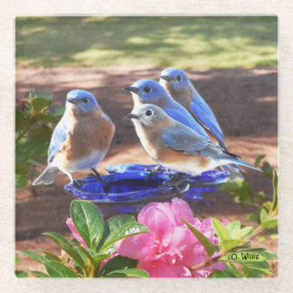 050 Bluebirds Forever 4x4 Glass Coaster