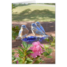 050 Bluebirds Forever Card 5x7 Matte