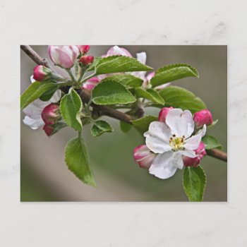 05 Apple Blossoms Winchester Va Postcard by dmboyce at Zazzle