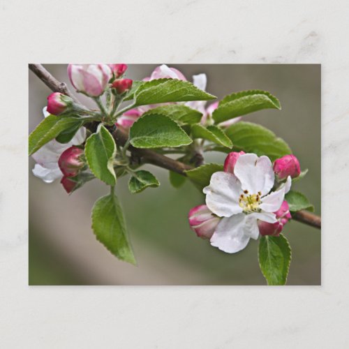 05 Apple Blossoms Winchester VA Postcard