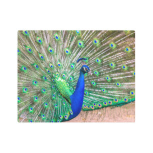 0601-Peacock Metal Print