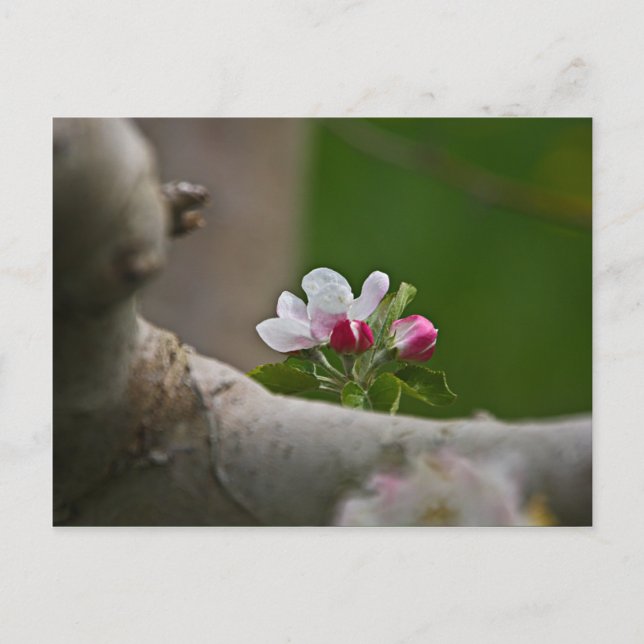 06 Apple Blossoms Winchester VA Postcard (Front)