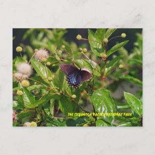 080706-6PC POSTCARD