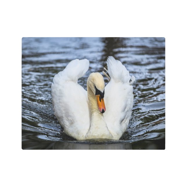 0841-Swan Metal Print (Front)