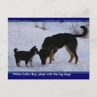 0WCB_boy, ... Postcard