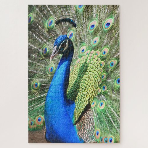 1000 piece Stunning Peacock Photo Jigsaw Puzzle