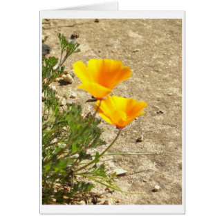 100_0221 CARDS