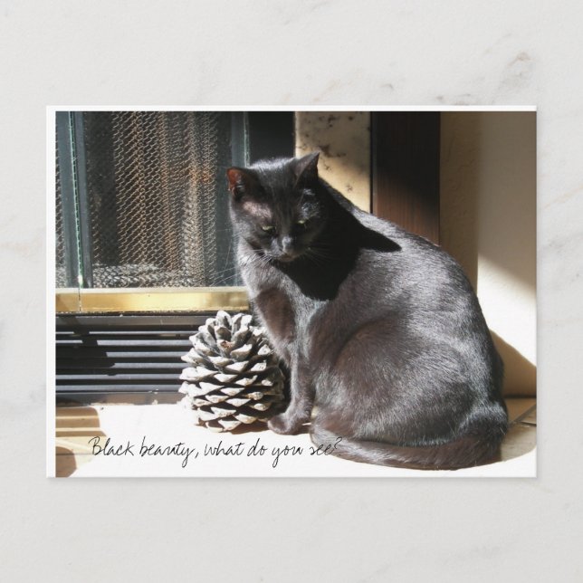 100_0305, Black beauty, what do you see? Postcard (Front)