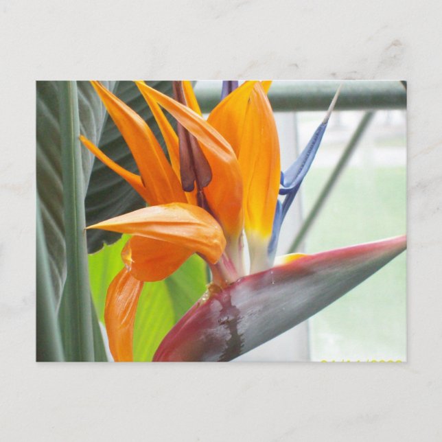 100_0344Post card---BIRD OF PARADISE Postcard (Front)