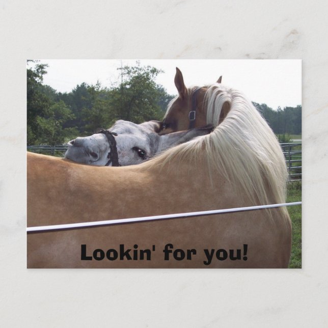 100_0416, Lookin' for you! Postcard (Front)