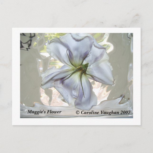 100_0709, Maggie's Flower,  Caroline Vaughan 2007 Postcard (Front)