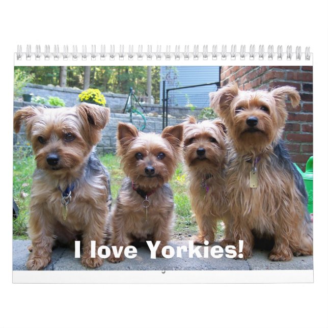 100_5963, I love Yorkies! Calendar (Cover)