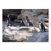 104_3669 - Penguin Post Card (Front Horizontal)