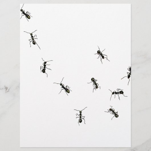10 ants (Front)