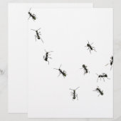 10 ants (Front/Back)