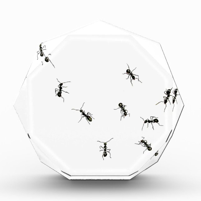 10 ants acrylic award (Front)