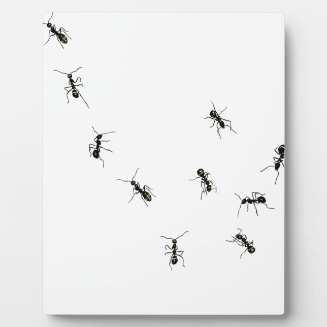 10 ants plaque (Front)