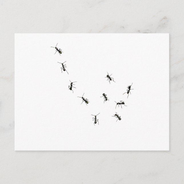10 ants postcard (Front)