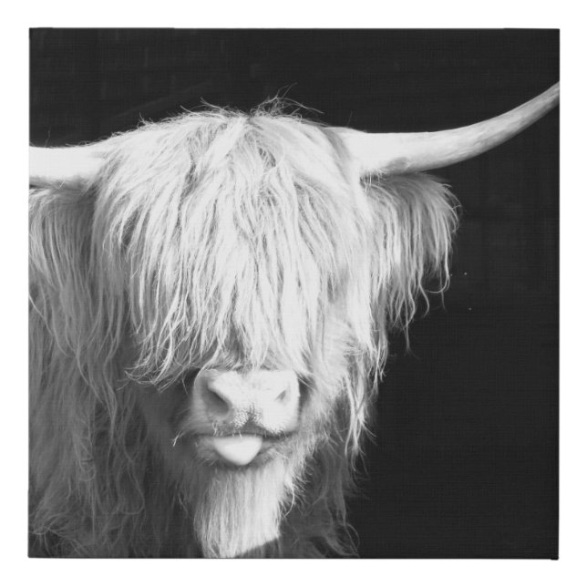 10 x 10 Black and White Highland Cow Canvas (Front)