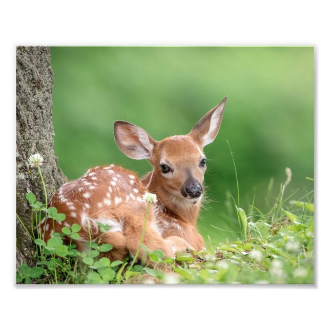 10x8 Adorable Fawn laying under a tree Photo Print (Front)
