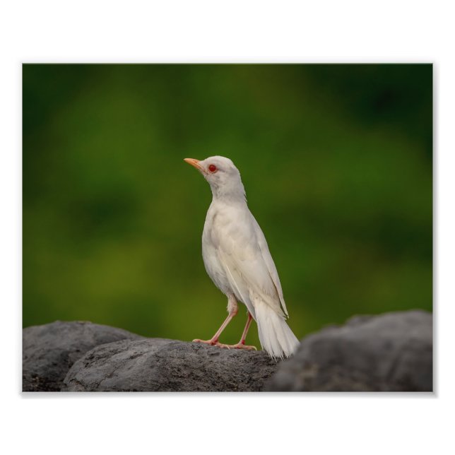 10x8 Albino Robin in Crown Point Photo Print (Front)