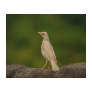 10x8 Albino Robin in Crown Point Wood Wall Art