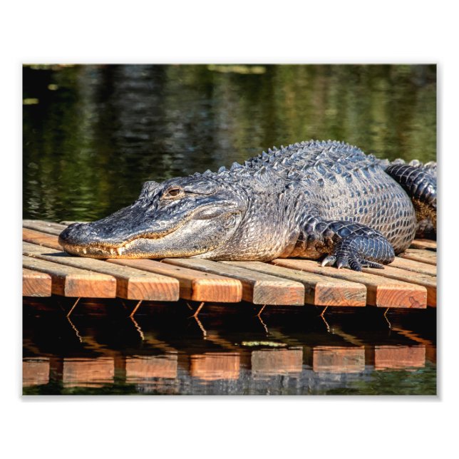 10x8 Alligator at Homosassa Springs Wildlife State Photo Print (Front)