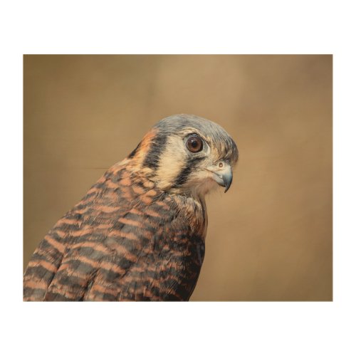 10x8 American Kestrel Wood Wall Art