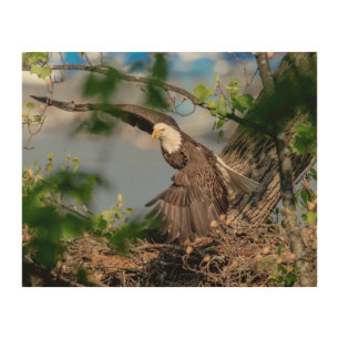 10x8 Bald Eagle leaving the nest Wood Wall Decor
