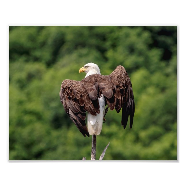 10x8 Bald Eagle on a branch Photo Print (Front)