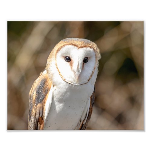 10x8 Barn Owl Photo Print