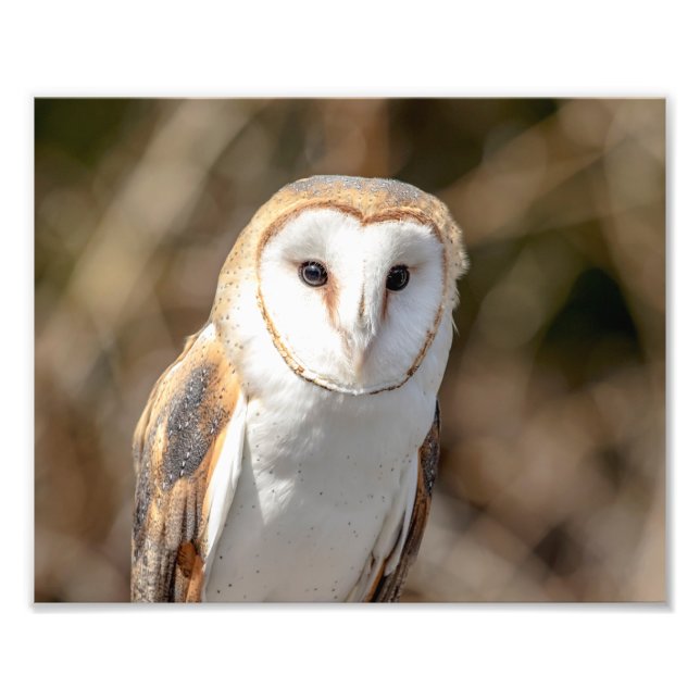 10x8 Barn Owl Photo Print (Front)