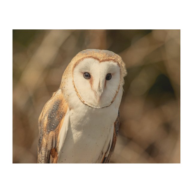 10x8 Barn Owl Wood Wall Decor (Front)
