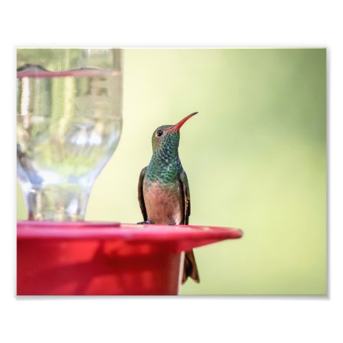 10x8 Buff_bellied hummingbird in Texas Photo Print