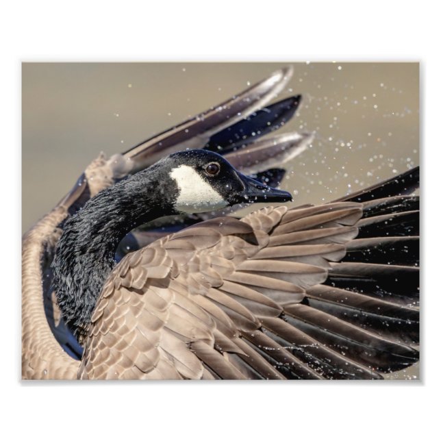 10x8 Canada Goose Photo Print (Front)