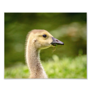 10x8 Canadian Goose (Gosling) Photo Print