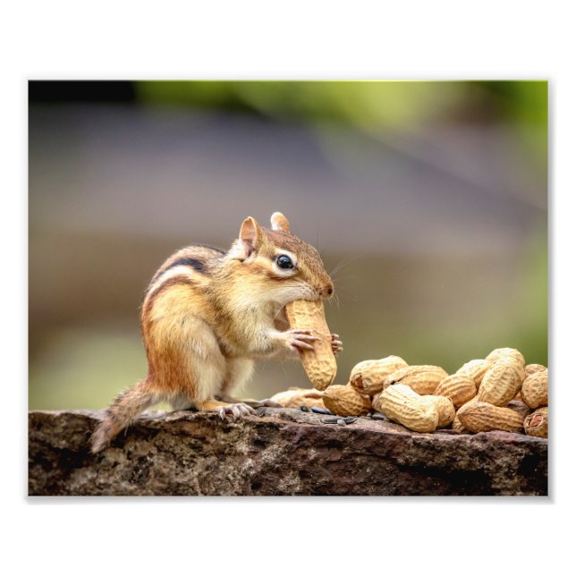 10x8 Chipmunk eating a peanut Photo Print (Front)