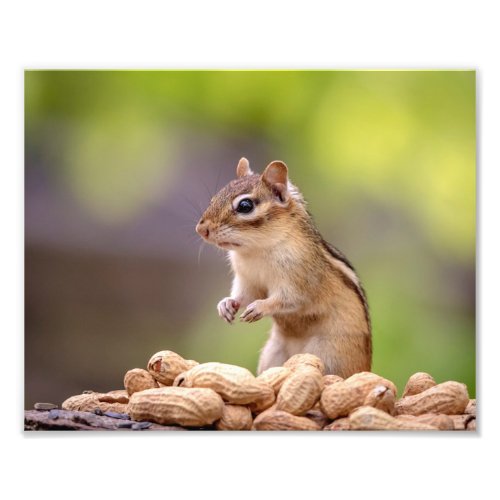 10x8 Chipmunk with peanuts Photo Print