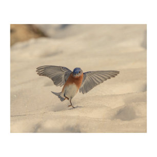 10x8 Eastern Bluebird dancing in the snow Wood Wall Art
