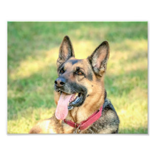 10x8 German Shepard Photo Print