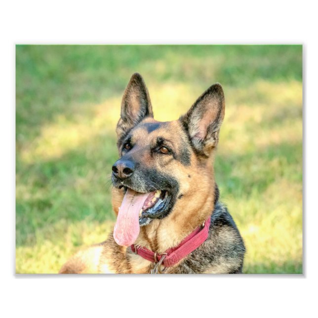 10x8 German Shepard Photo Print (Front)