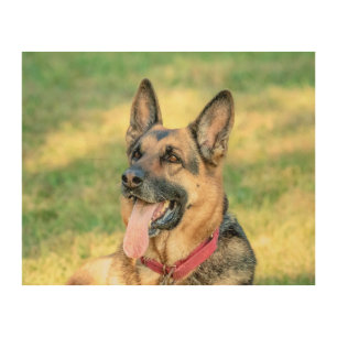 10x8 German Shepard Wood Wall Art