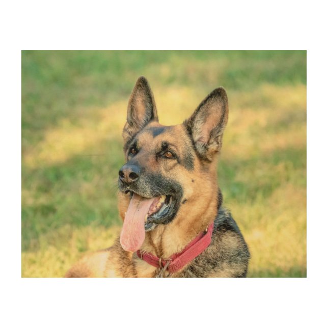 10x8 German Shepard Wood Wall Art (Front)