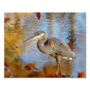 10x8 Great Blue Heron framed with fall foliage Photo Print