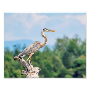 10x8 Great Blue Heron Photo Print