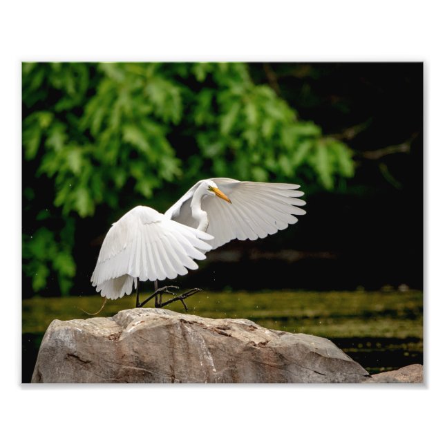 10x8 Great Egret Photo Print (Front)