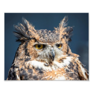 10x8 Great Horned Owl Portrait Photo Print