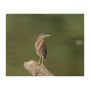 10x8 Green Heron on a log Wood Wall Decor